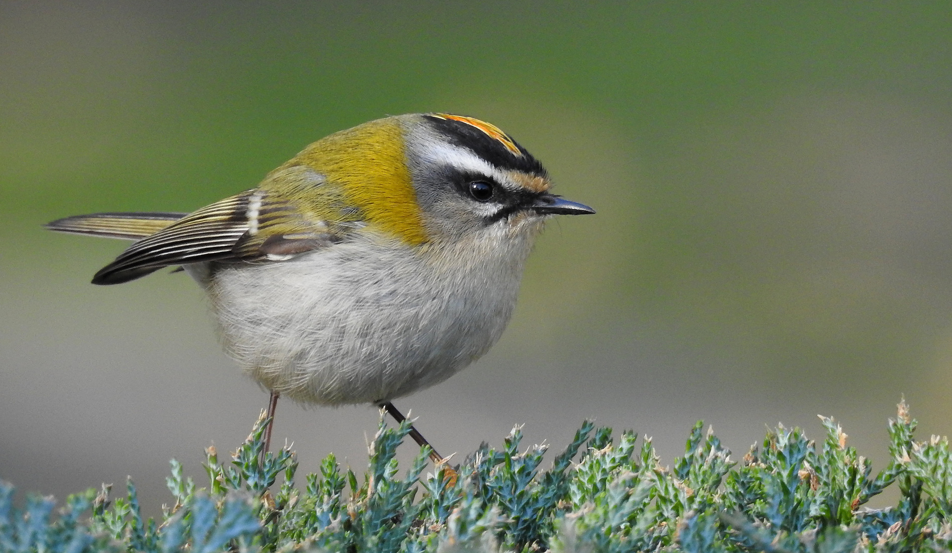 Sommergoldhähnchen