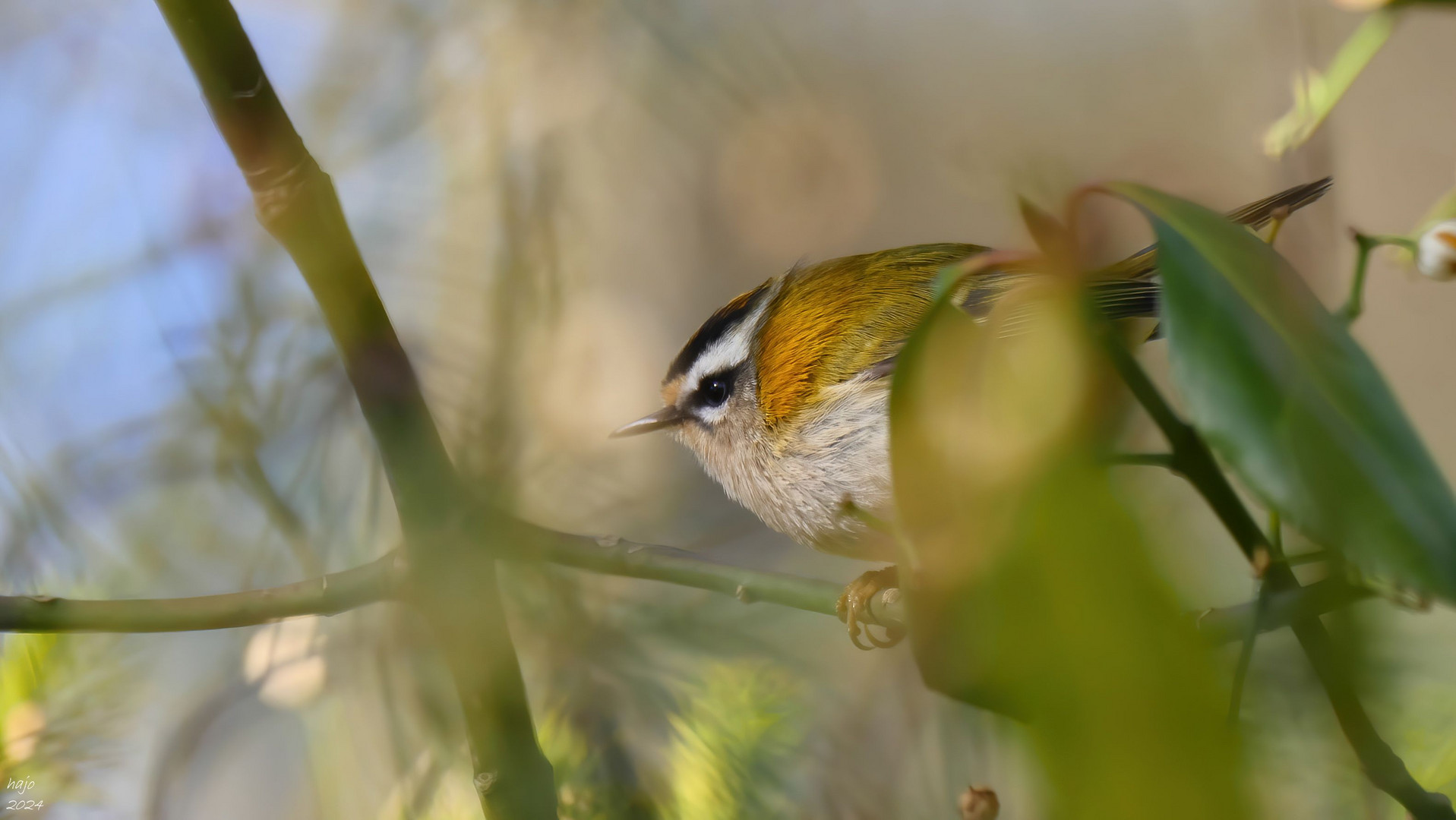 * Sommergoldhähnchen *