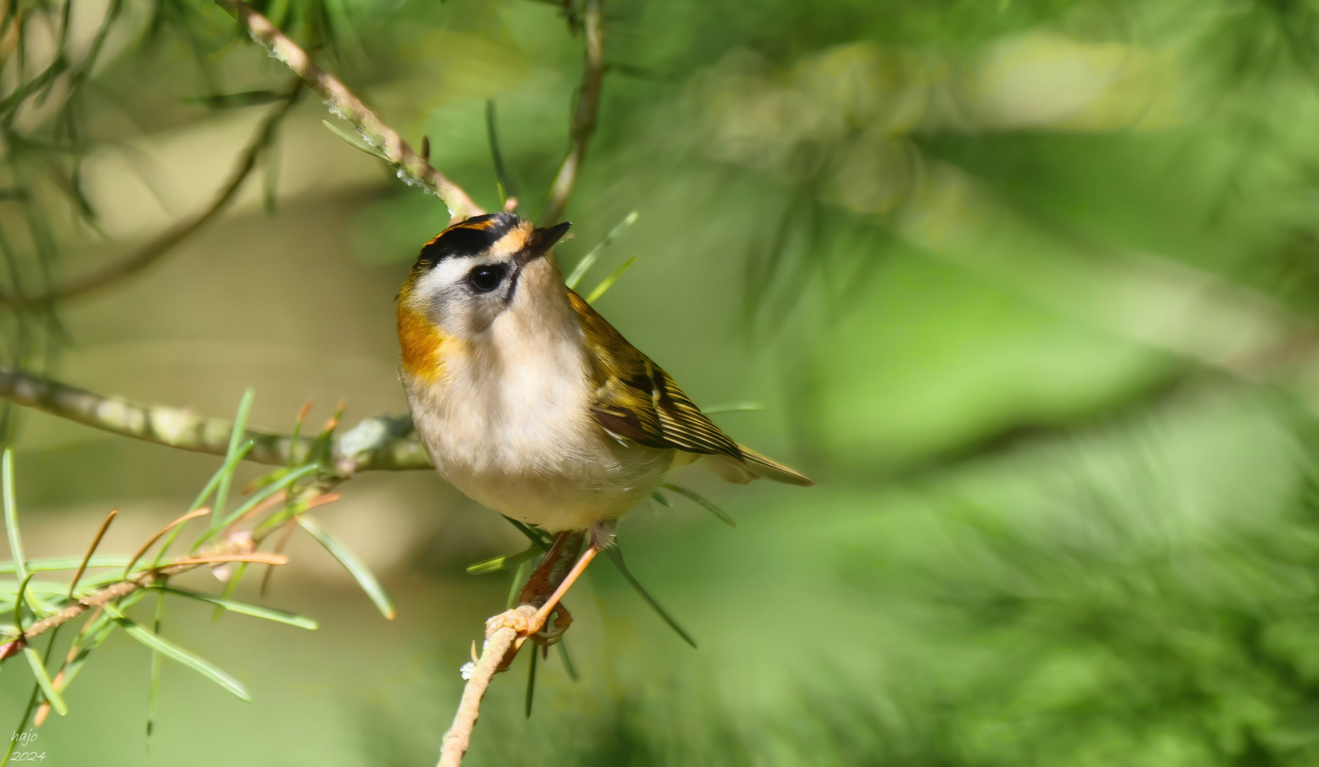 * Sommergoldhähnchen *