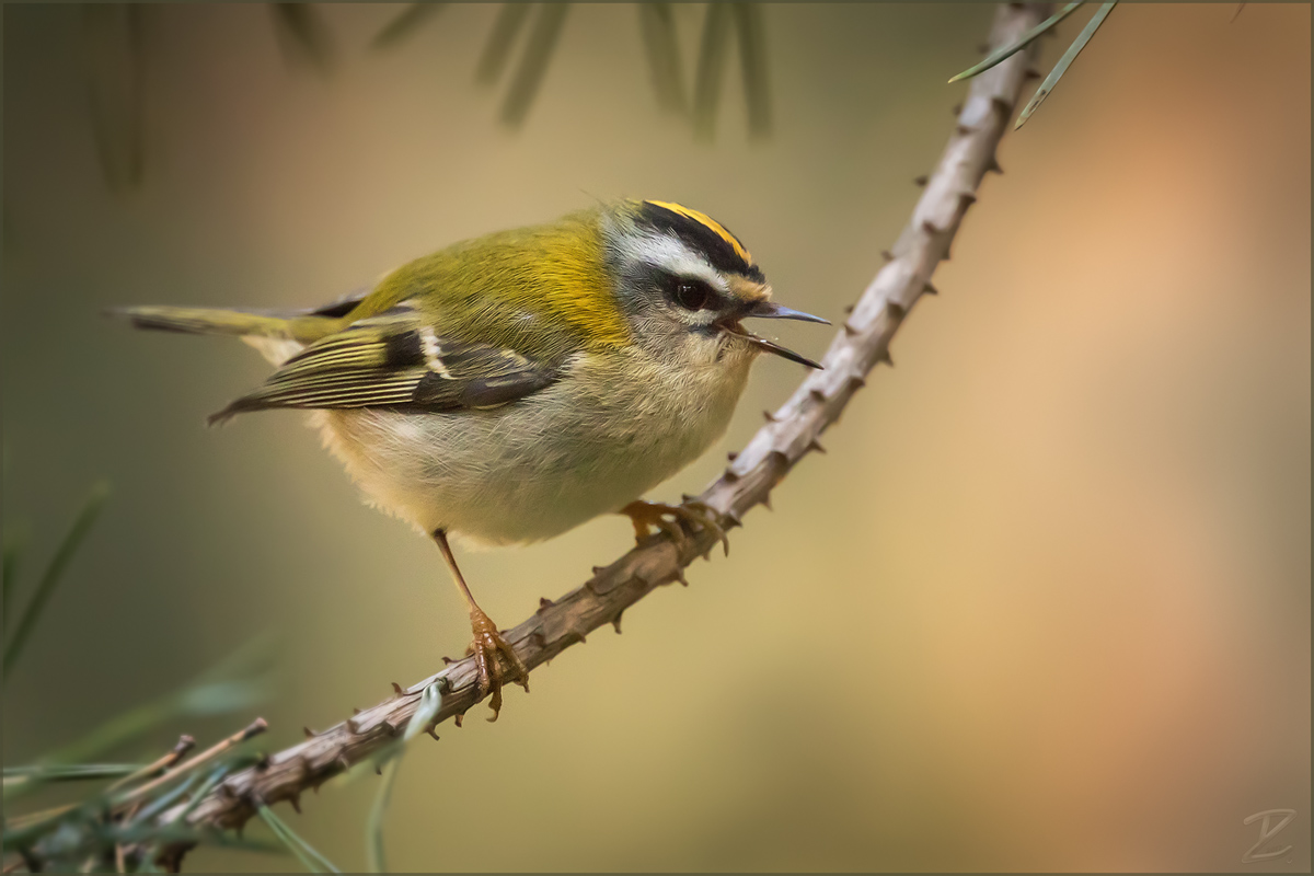 Sommergoldhähnchen