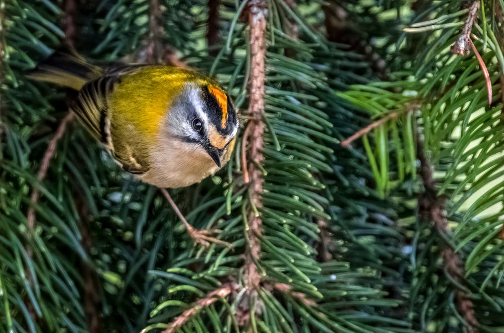 Sommergoldhähnchen