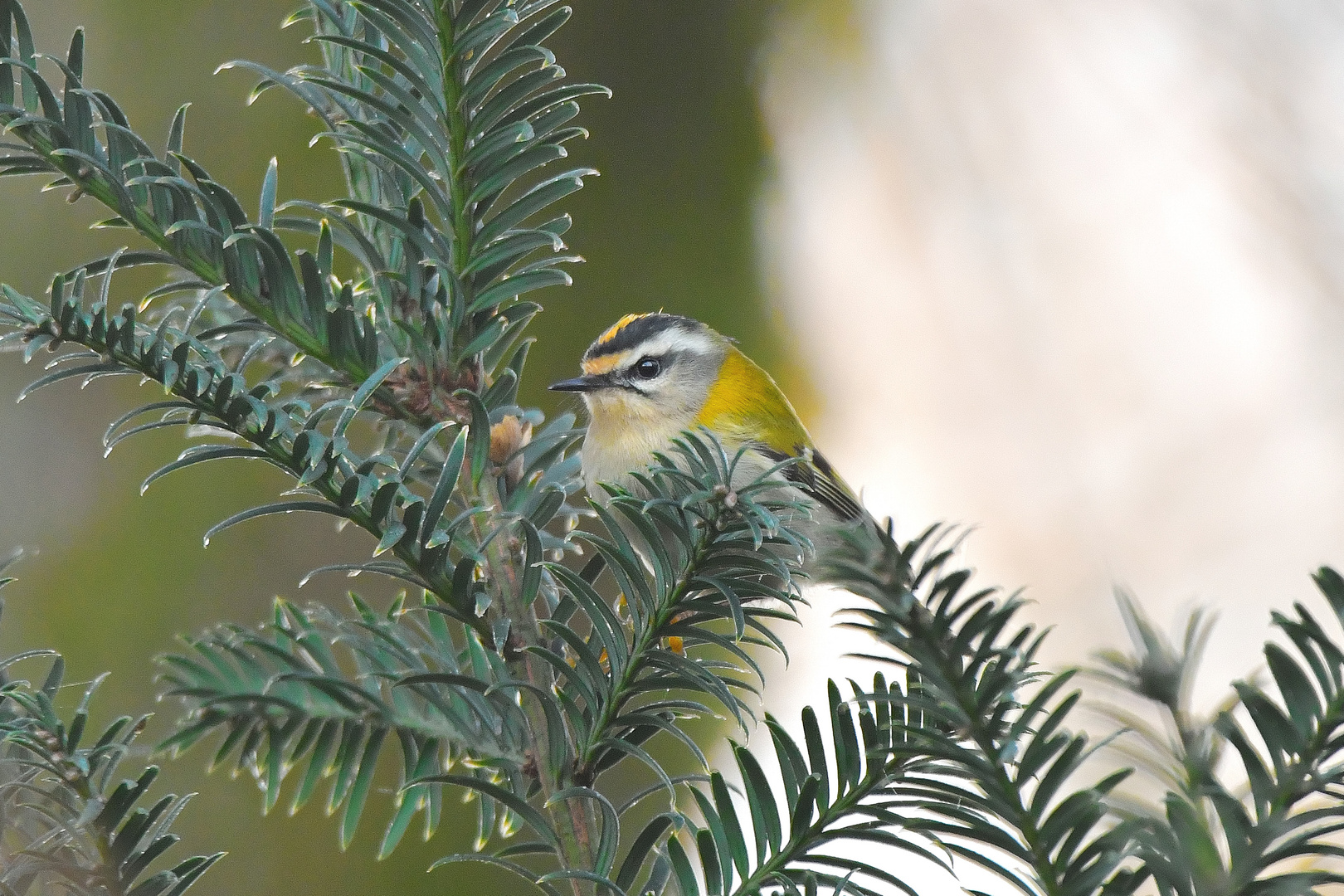 Sommergoldhähnchen