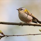 Sommergoldhähnchen