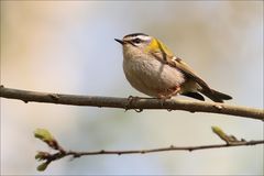 Sommergoldhähnchen