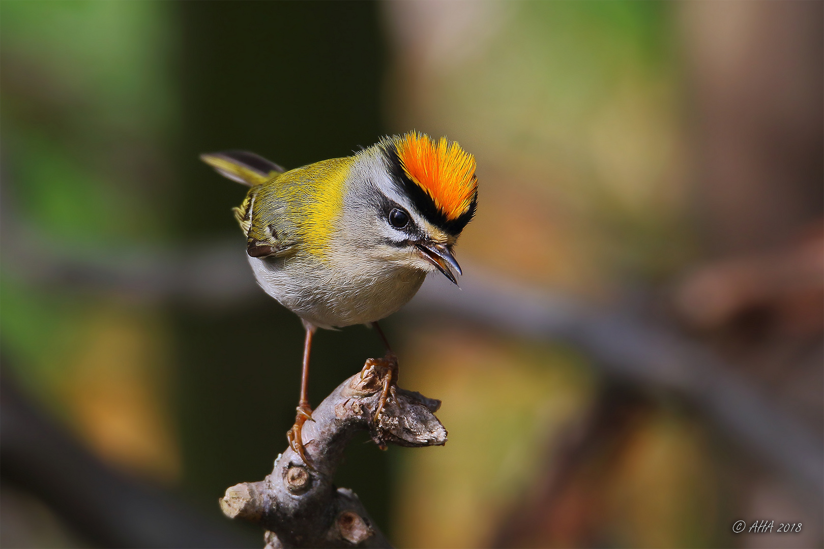 Sommergoldhähnchen