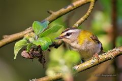 Sommergoldhähnchen