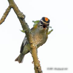 Sommergoldhähnchen