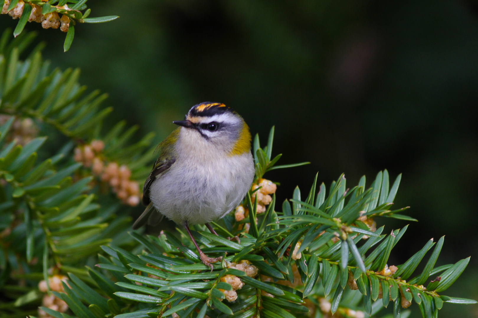 Sommergoldhähnchen