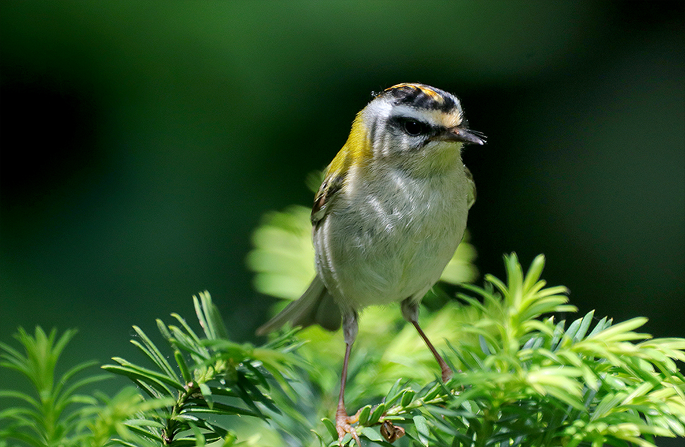 Sommergoldhähnchen