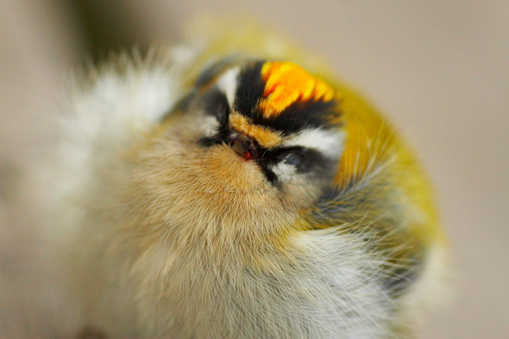 Sommergoldhähnchen