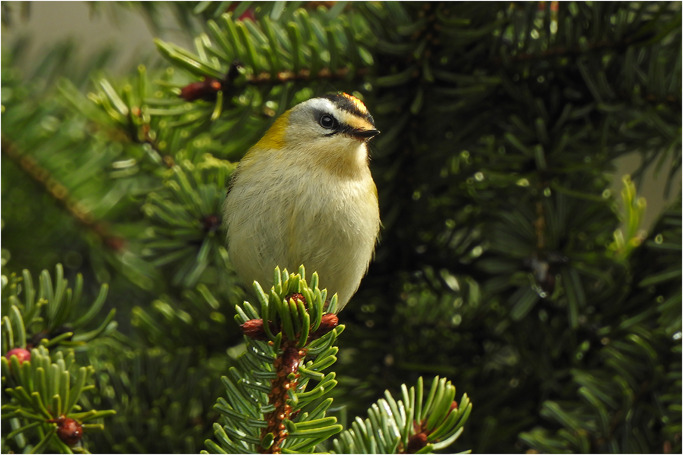 Sommergoldhähnchen