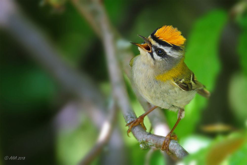 Sommergoldhähnchen