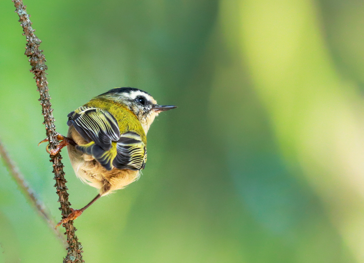 Sommergoldhähnchen