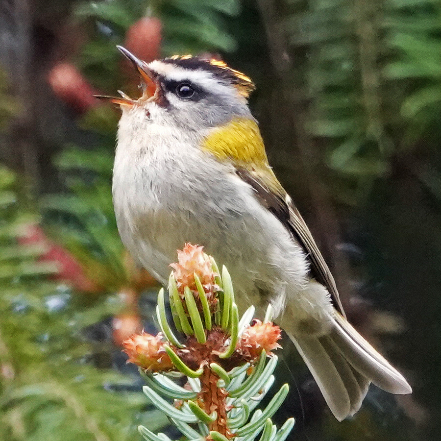 Sommergoldhähnchen