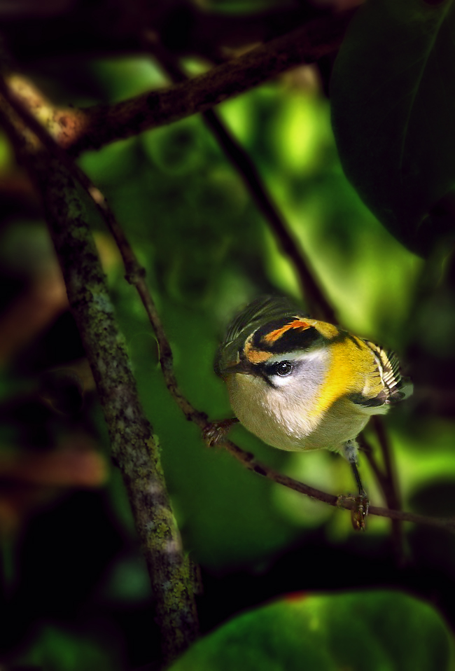 Sommergoldhähnchen das Xte - jetzt als Pseudo - HDR