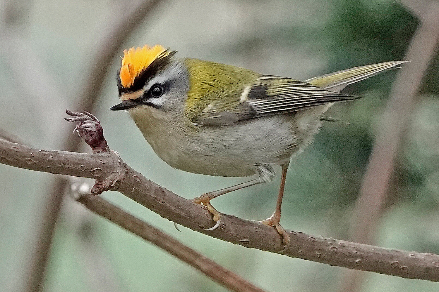 Sommergoldhähnchen 