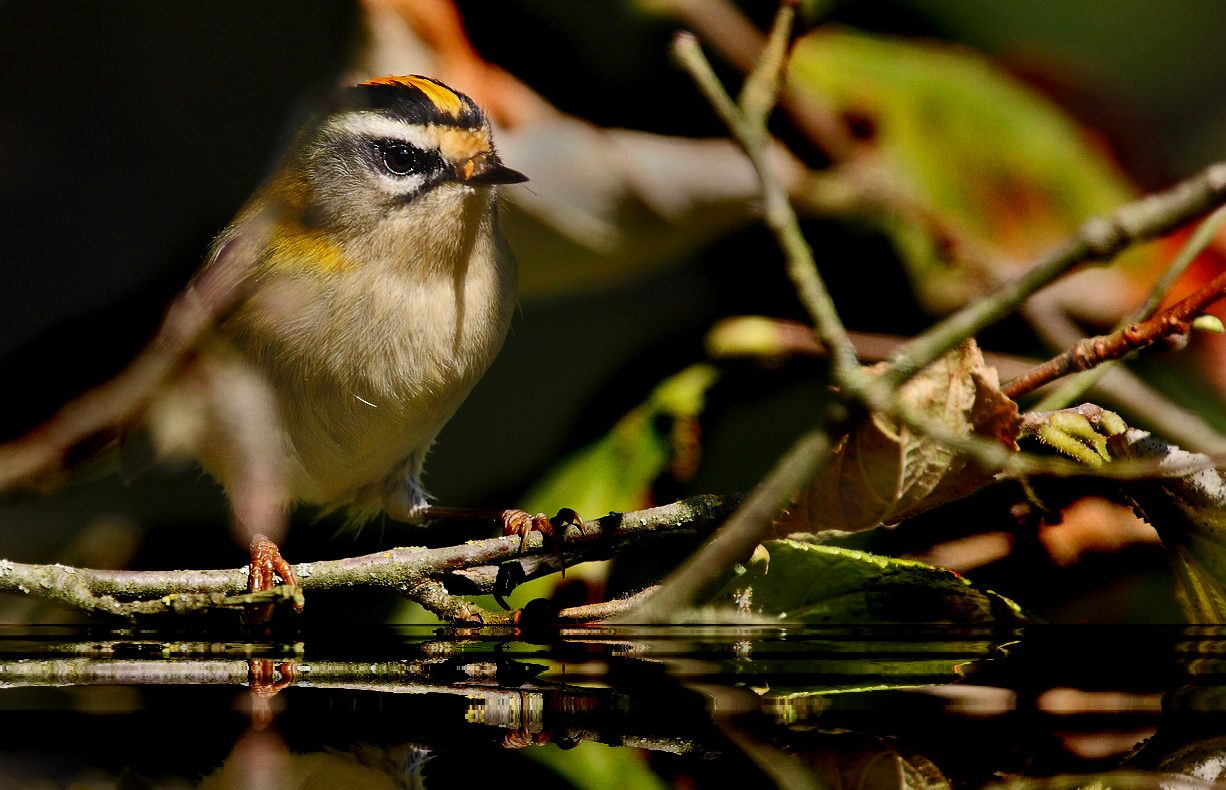 Sommergoldhähnchen