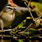 Sommergoldhähnchen