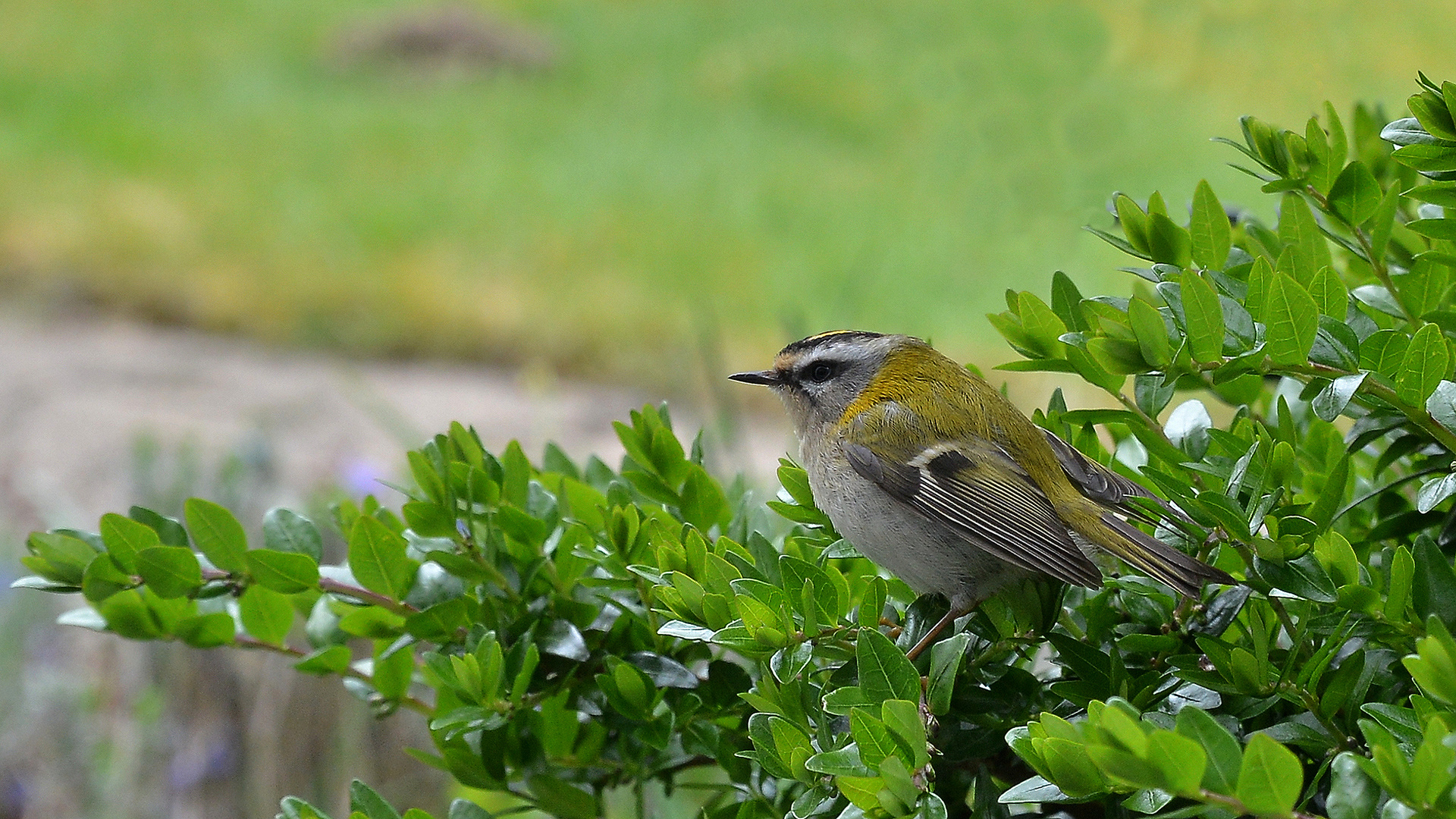 Sommergoldhähnchen