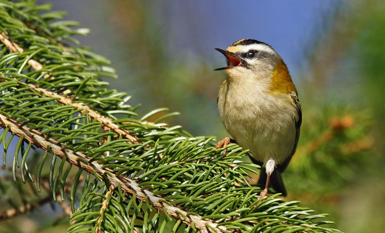 Sommergoldhähnchen -  "Der freudige Sänger"