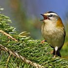 Sommergoldhähnchen -  "Der freudige Sänger"