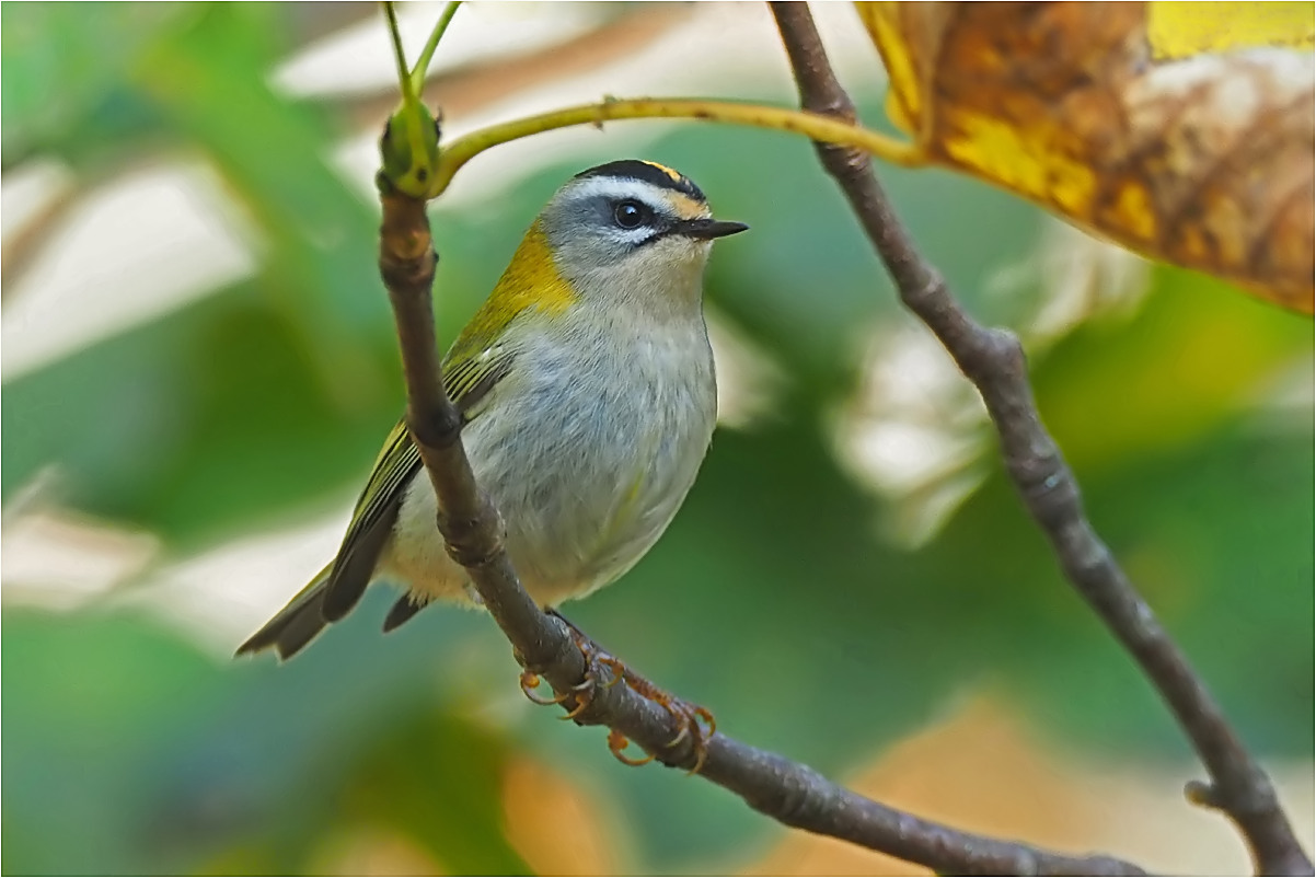 Sommergoldhähnchen