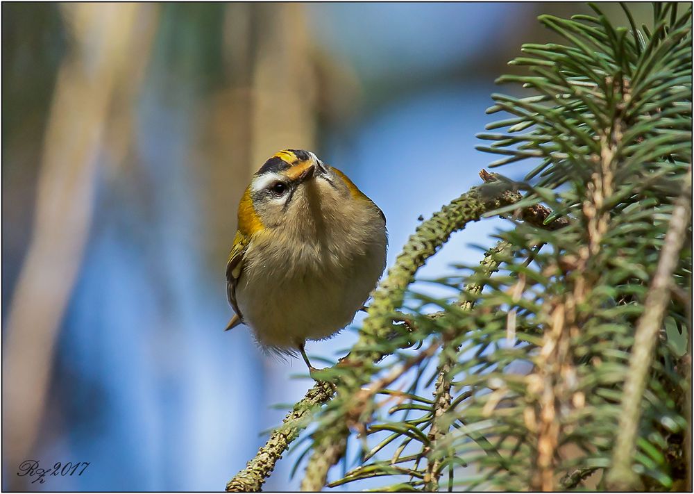 Sommergoldhähnchen 