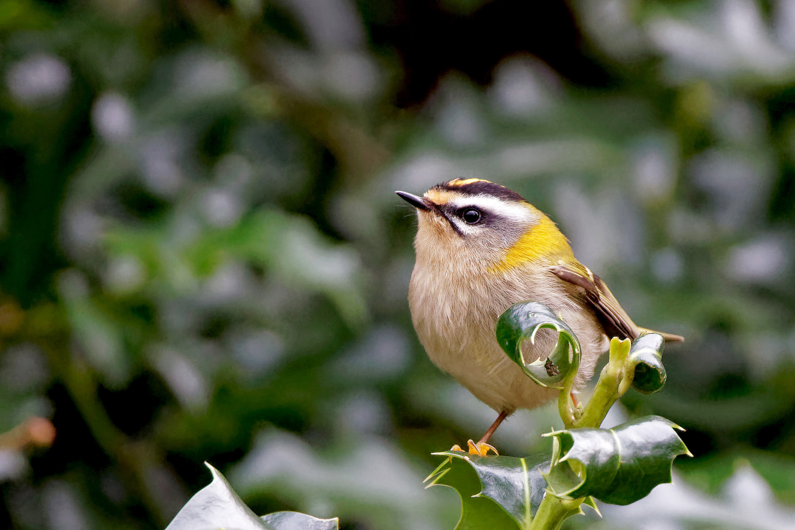 Sommergoldhähnchen