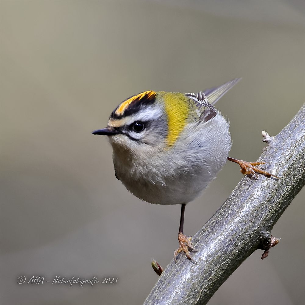 Sommergoldhähnchen