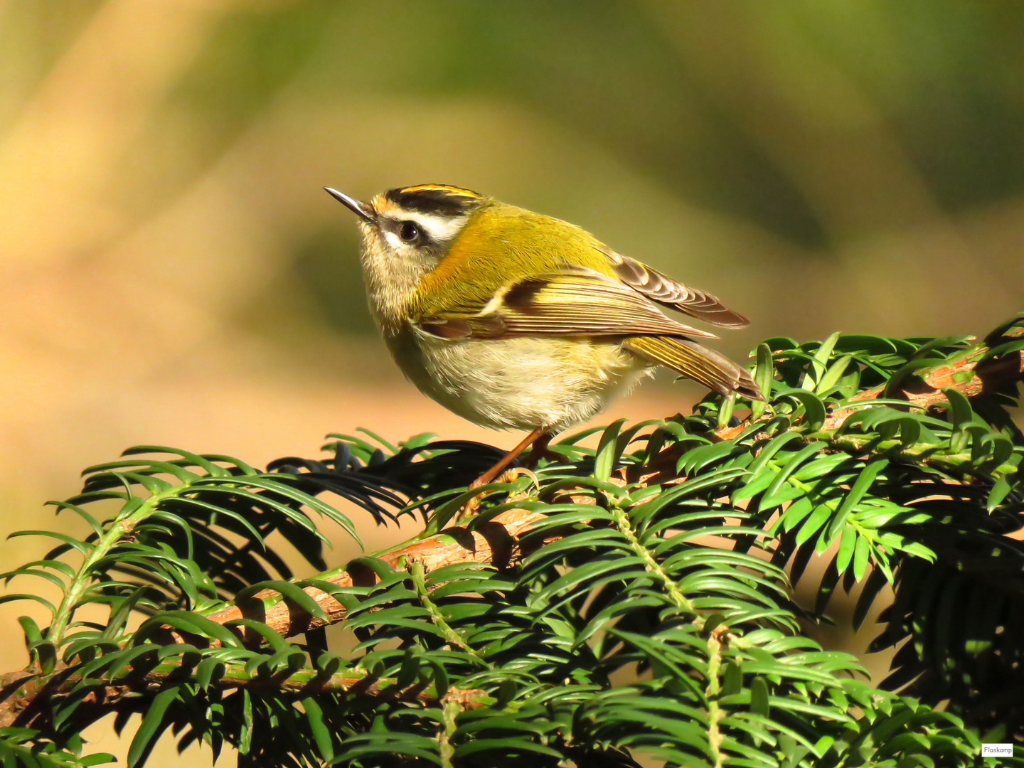 Sommergoldhähnchen