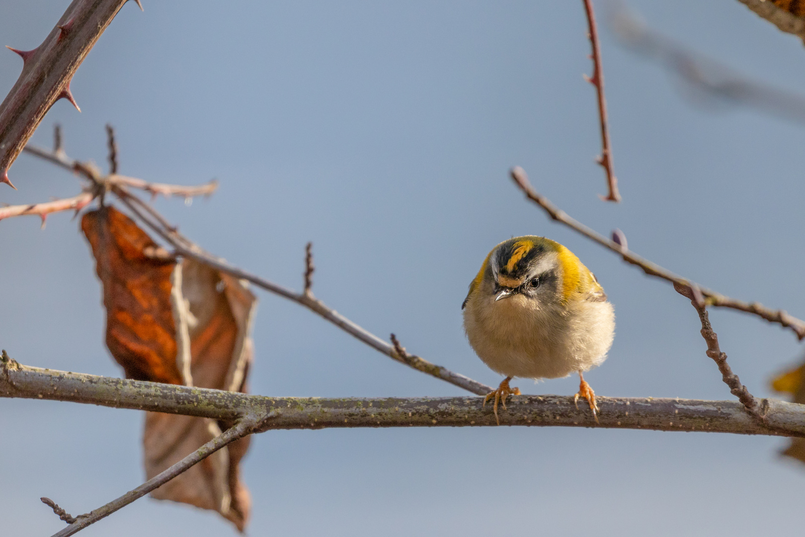 Sommergoldhähnchen