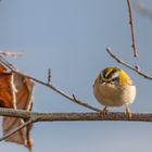 Sommergoldhähnchen