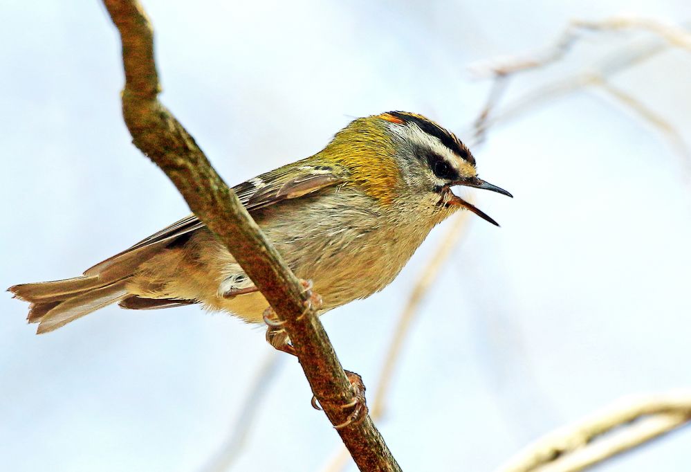 "SOMMERGOLDHÄHNCHEN"