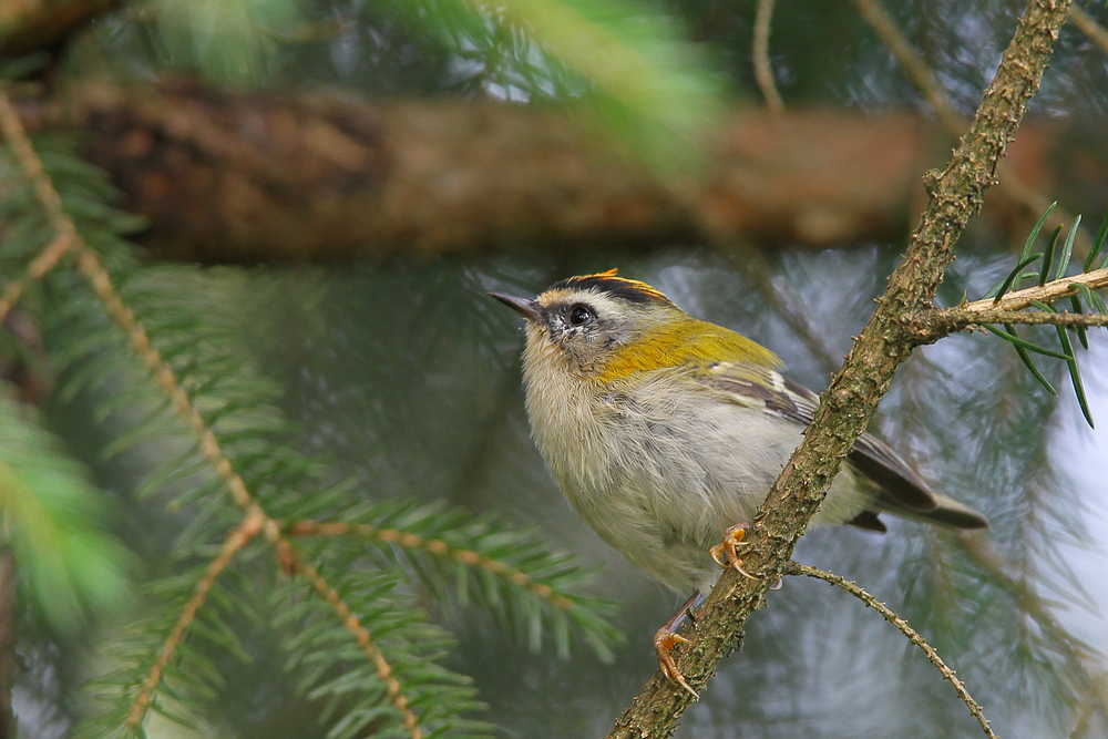 Sommergoldhähnchen