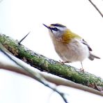 Sommergoldhähnchen