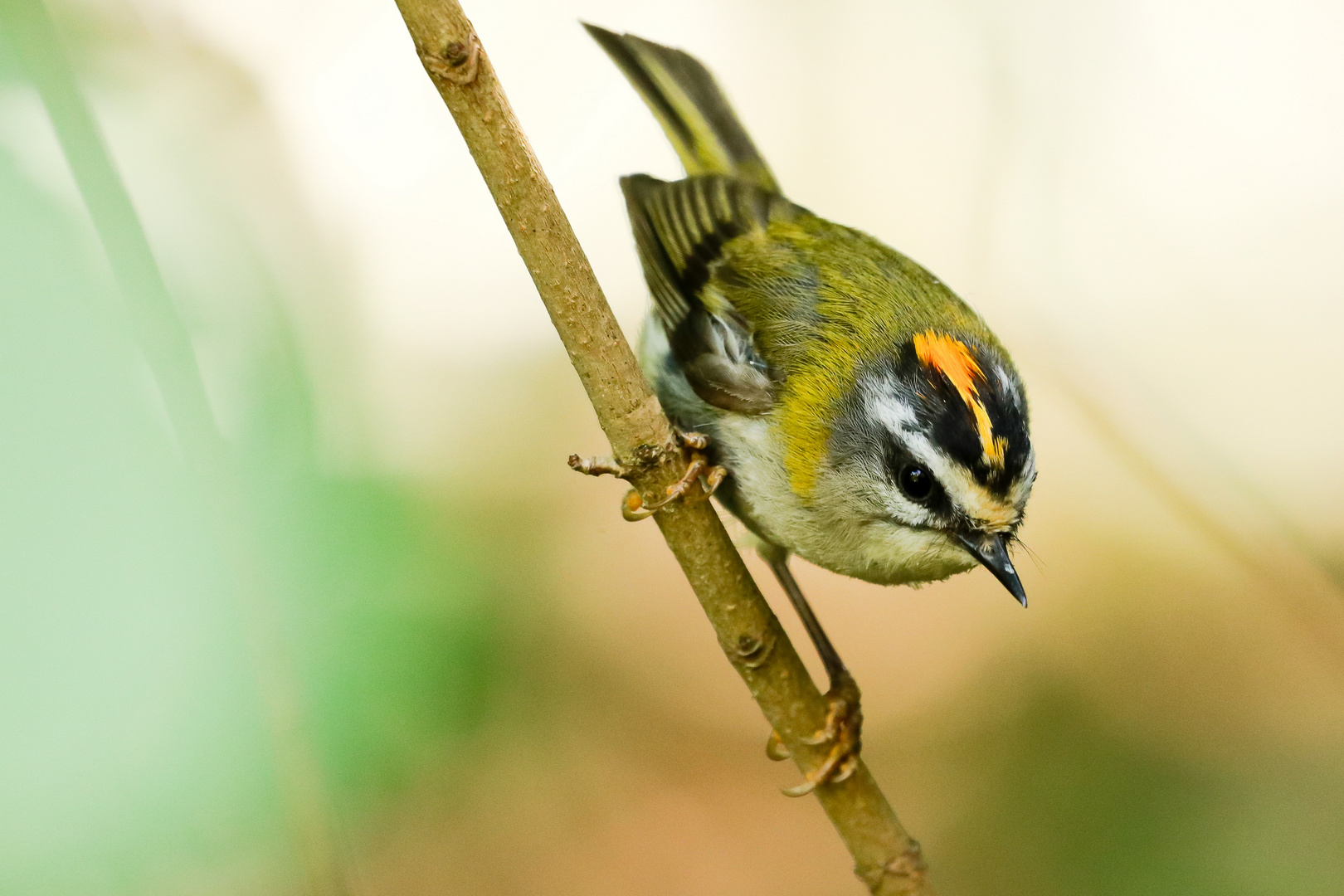 Sommergoldhähnchen