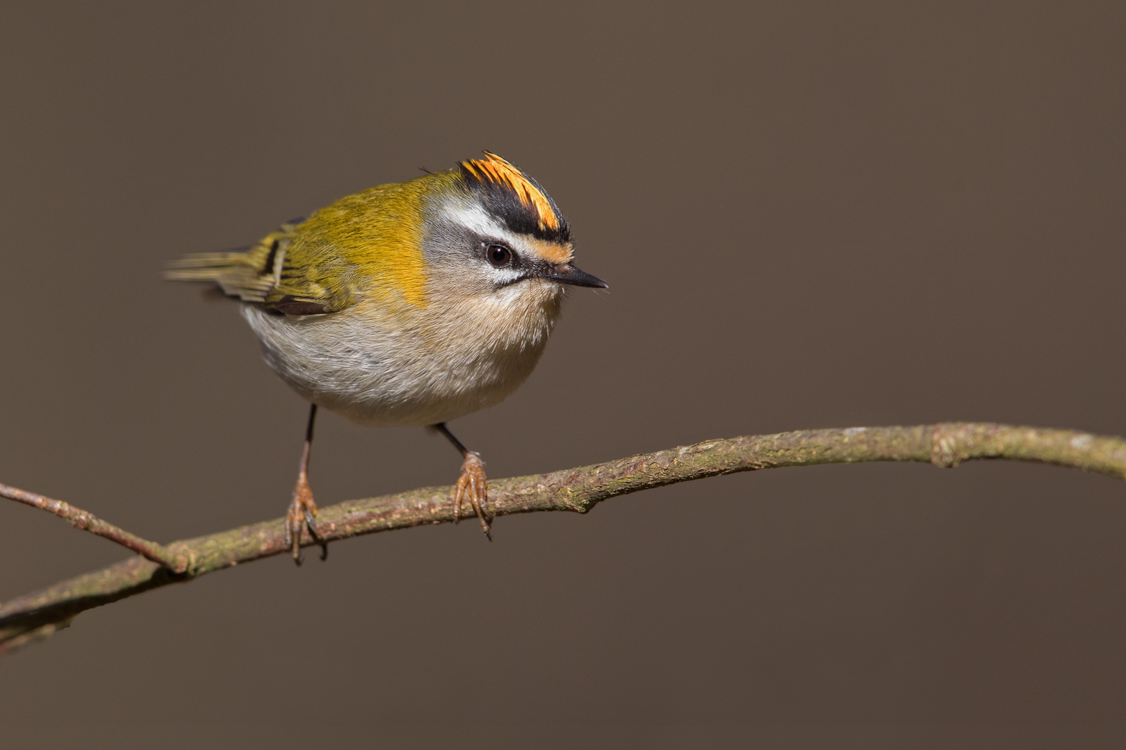 Sommergoldhähnchen (Firecrest)