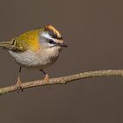 Sommergoldhähnchen (Firecrest)