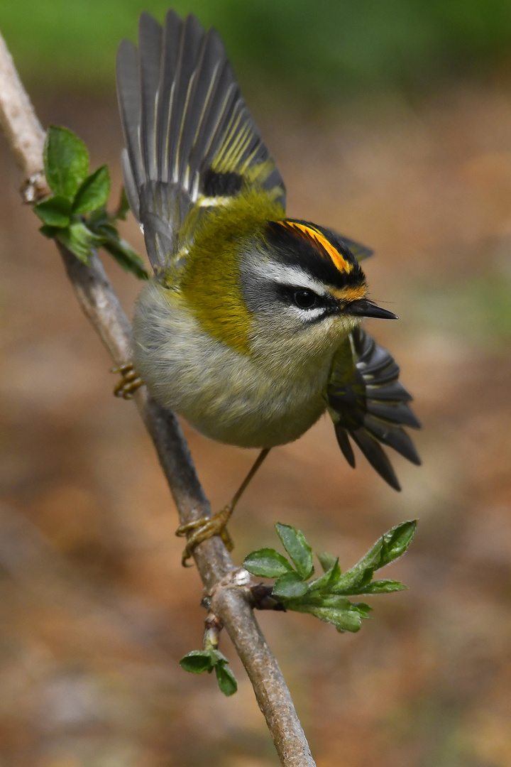 Sommergoldhähnchen flatterhaft