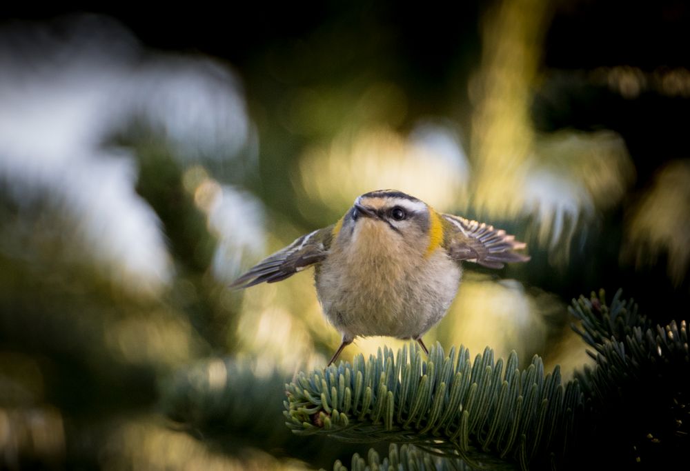 Sommergoldhähnchen Flatternd