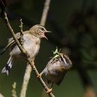 Sommergoldhähnchen fütterung