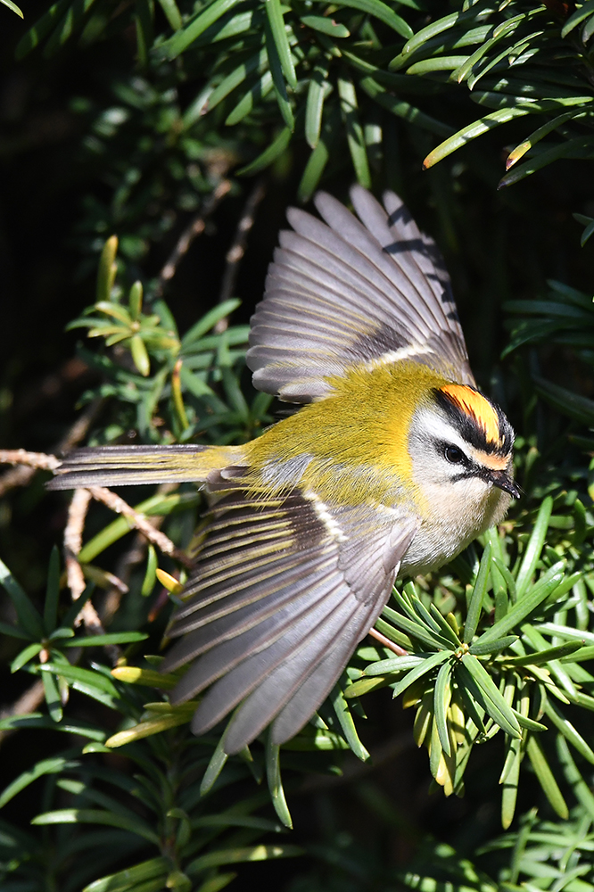 Sommergoldhähnchen im Aufregung