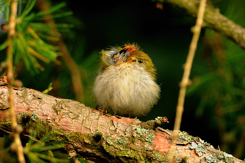 Sommergoldhähnchen im Tiefschlaf