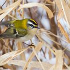 Sommergoldhähnchen im Winter