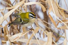 Sommergoldhähnchen im Winter