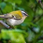 Sommergoldhähnchen mit blödem Bildfehler