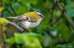 Sommergoldhähnchen mit blödem Bildfehler