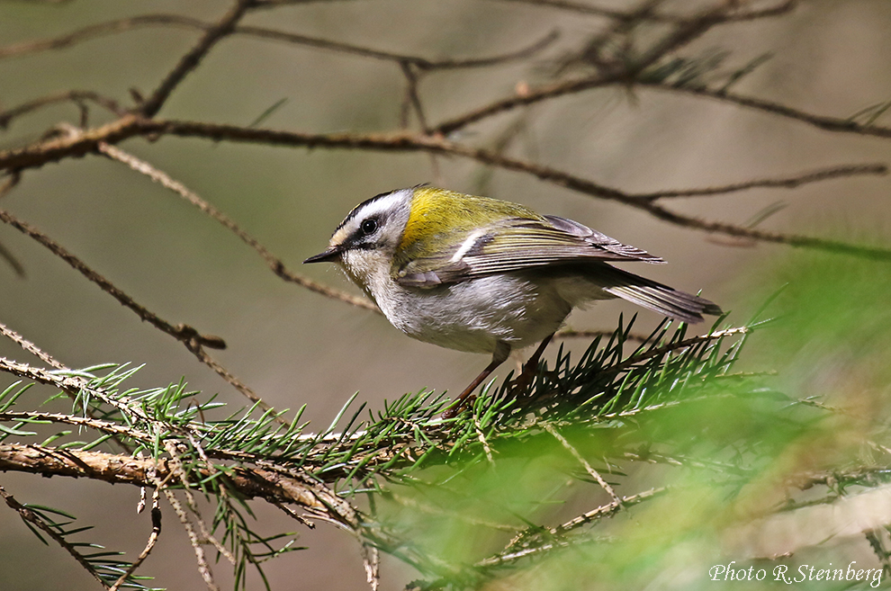 Sommergoldhähnchen (Regulus ignacapilla)