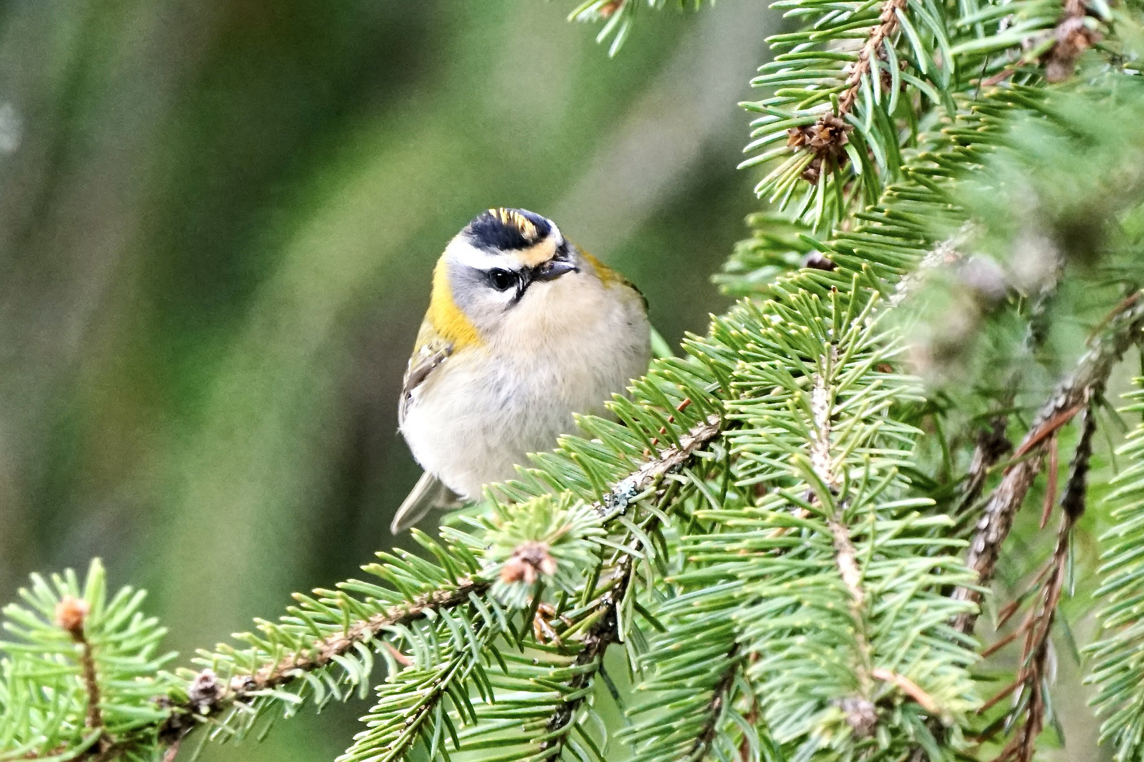 Sommergoldhähnchen (Regulus ignicapilla)