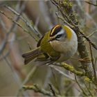 Sommergoldhähnchen  -  Regulus ignicapilla